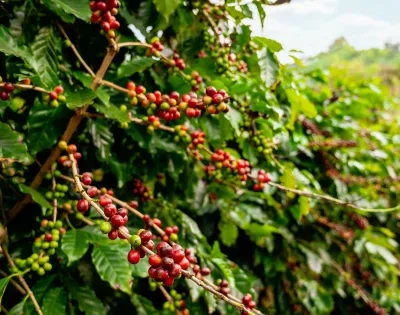banner-tecnologia-caficultores
